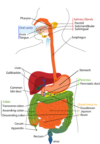 bowel